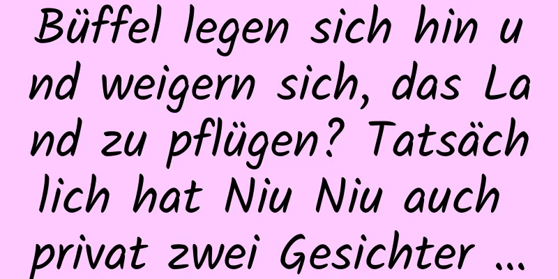 Büffel legen sich hin und weigern sich, das Land zu pflügen? Tatsächlich hat Niu Niu auch privat zwei Gesichter …