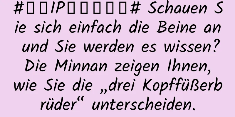 #万千IP创科学热门# Schauen Sie sich einfach die Beine an und Sie werden es wissen? Die Minnan zeigen Ihnen, wie Sie die „drei Kopffüßerbrüder“ unterscheiden.