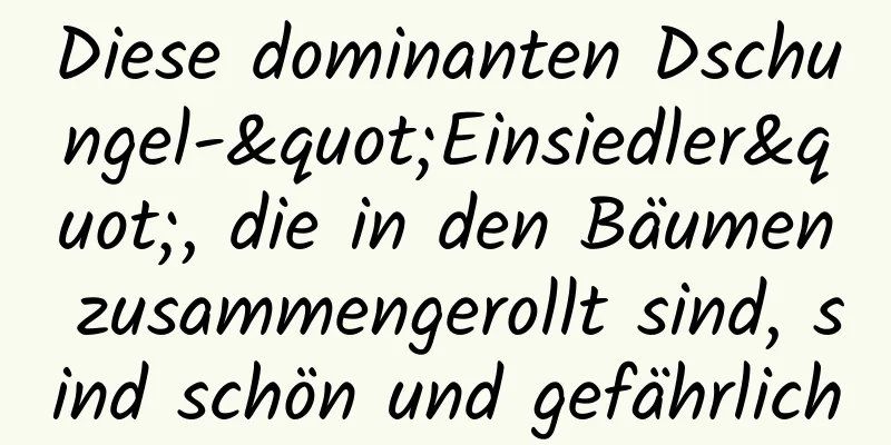 Diese dominanten Dschungel-"Einsiedler", die in den Bäumen zusammengerollt sind, sind schön und gefährlich