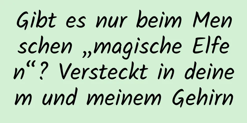 Gibt es nur beim Menschen „magische Elfen“? Versteckt in deinem und meinem Gehirn