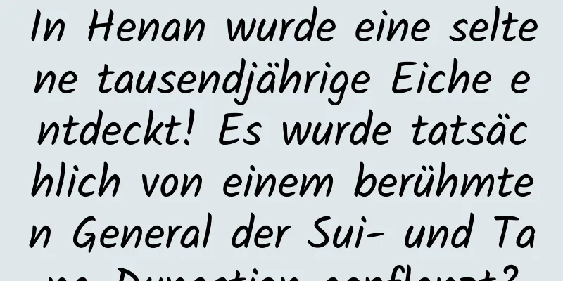 In Henan wurde eine seltene tausendjährige Eiche entdeckt! Es wurde tatsächlich von einem berühmten General der Sui- und Tang-Dynastien gepflanzt?