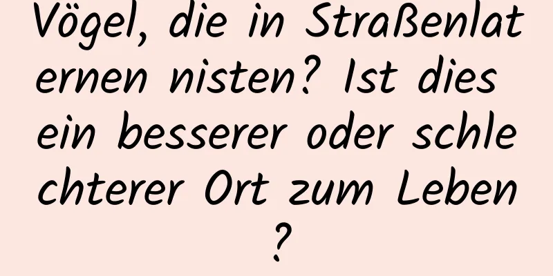 Vögel, die in Straßenlaternen nisten? Ist dies ein besserer oder schlechterer Ort zum Leben?