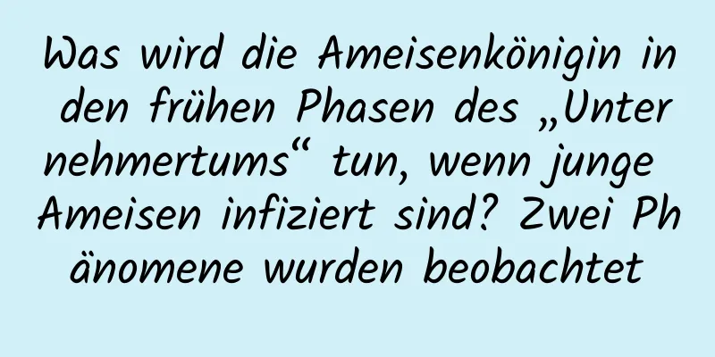 Was wird die Ameisenkönigin in den frühen Phasen des „Unternehmertums“ tun, wenn junge Ameisen infiziert sind? Zwei Phänomene wurden beobachtet