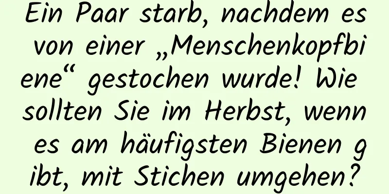Ein Paar starb, nachdem es von einer „Menschenkopfbiene“ gestochen wurde! Wie sollten Sie im Herbst, wenn es am häufigsten Bienen gibt, mit Stichen umgehen?