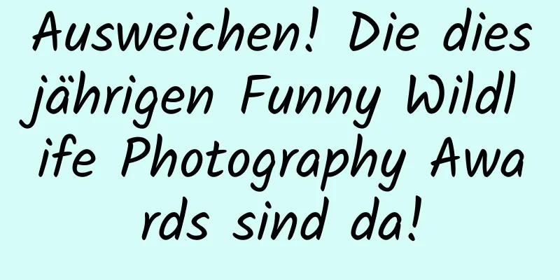 Ausweichen! Die diesjährigen Funny Wildlife Photography Awards sind da!