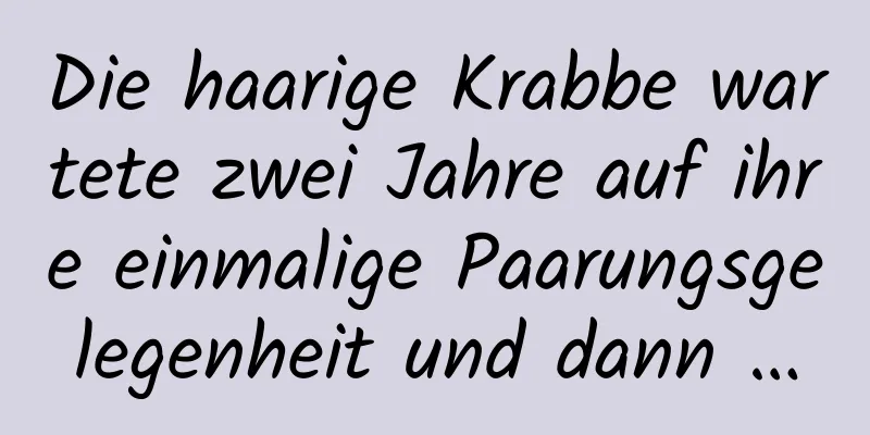 Die haarige Krabbe wartete zwei Jahre auf ihre einmalige Paarungsgelegenheit und dann …