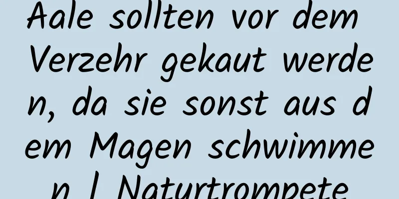 Aale sollten vor dem Verzehr gekaut werden, da sie sonst aus dem Magen schwimmen | Naturtrompete