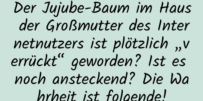 Der Jujube-Baum im Haus der Großmutter des Internetnutzers ist plötzlich „verrückt“ geworden? Ist es noch ansteckend? Die Wahrheit ist folgende!