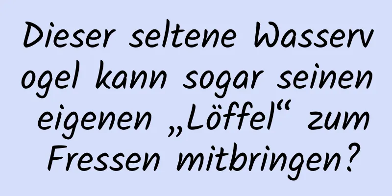 Dieser seltene Wasservogel kann sogar seinen eigenen „Löffel“ zum Fressen mitbringen?