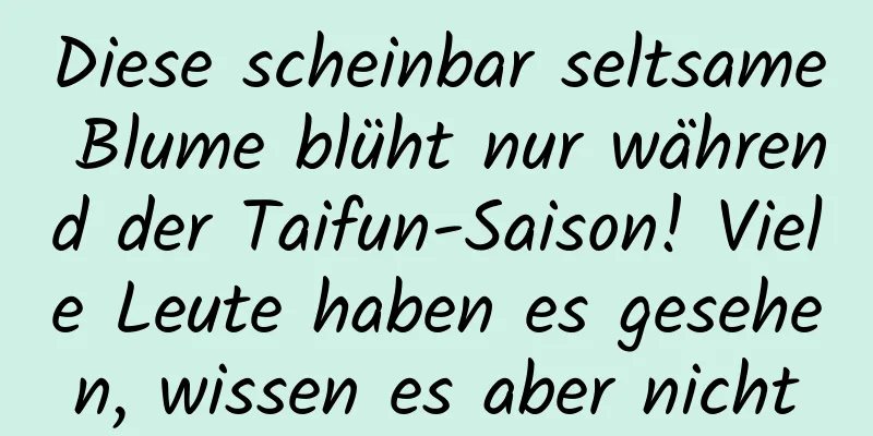 Diese scheinbar seltsame Blume blüht nur während der Taifun-Saison! Viele Leute haben es gesehen, wissen es aber nicht