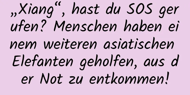„Xiang“, hast du SOS gerufen? Menschen haben einem weiteren asiatischen Elefanten geholfen, aus der Not zu entkommen!