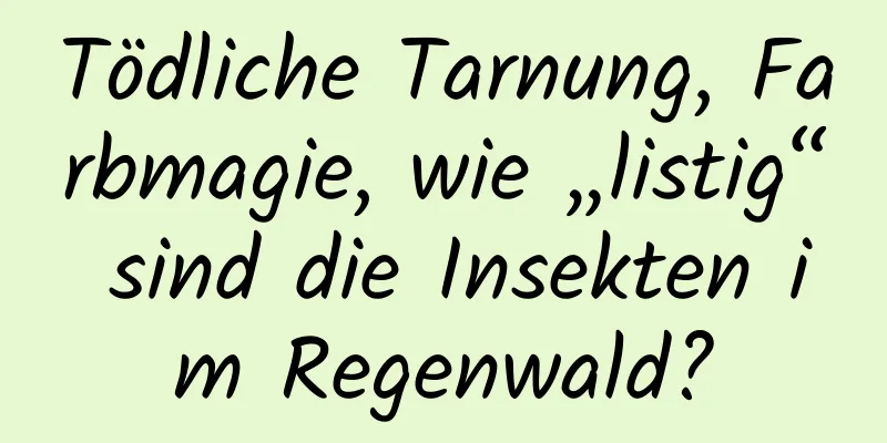 Tödliche Tarnung, Farbmagie, wie „listig“ sind die Insekten im Regenwald?