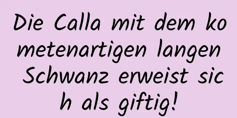 Die Calla mit dem kometenartigen langen Schwanz erweist sich als giftig!