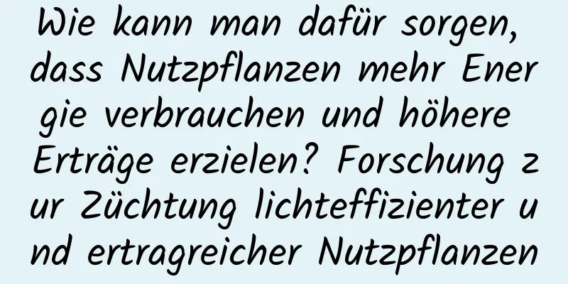 Wie kann man dafür sorgen, dass Nutzpflanzen mehr Energie verbrauchen und höhere Erträge erzielen? Forschung zur Züchtung lichteffizienter und ertragreicher Nutzpflanzen