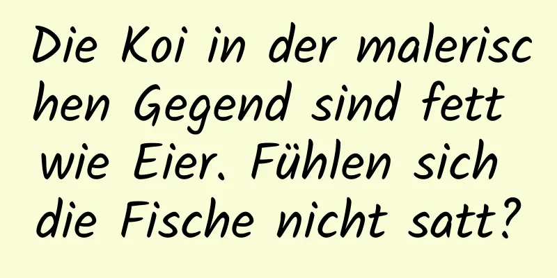 Die Koi in der malerischen Gegend sind fett wie Eier. Fühlen sich die Fische nicht satt?