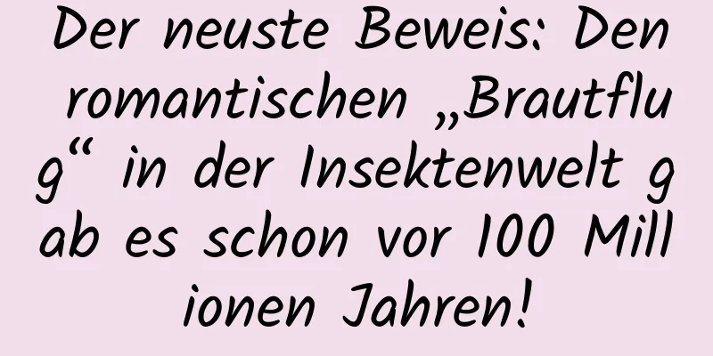 Der neuste Beweis: Den romantischen „Brautflug“ in der Insektenwelt gab es schon vor 100 Millionen Jahren!