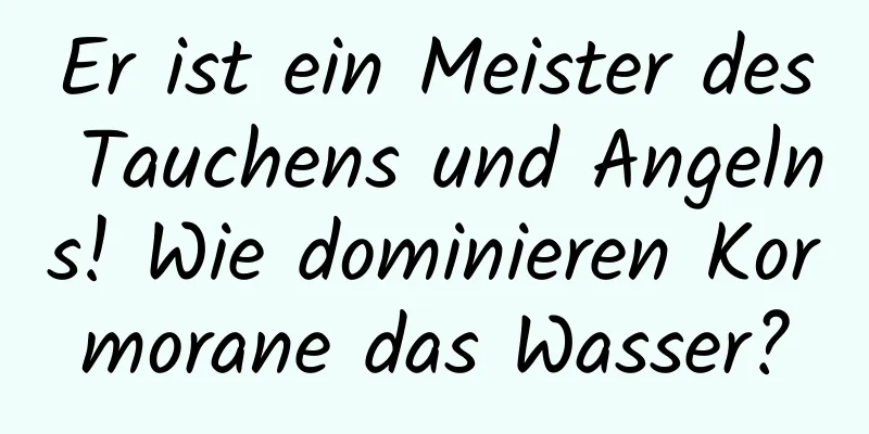 Er ist ein Meister des Tauchens und Angelns! Wie dominieren Kormorane das Wasser?