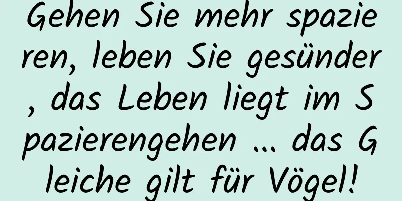 Gehen Sie mehr spazieren, leben Sie gesünder, das Leben liegt im Spazierengehen ... das Gleiche gilt für Vögel!