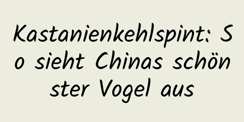 Kastanienkehlspint: So sieht Chinas schönster Vogel aus