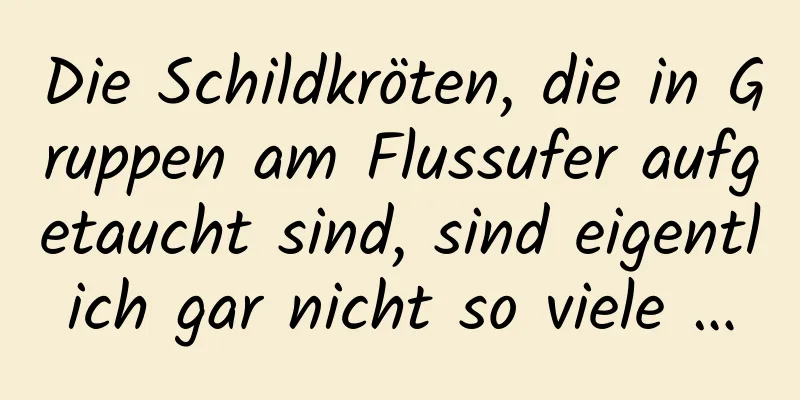 Die Schildkröten, die in Gruppen am Flussufer aufgetaucht sind, sind eigentlich gar nicht so viele …