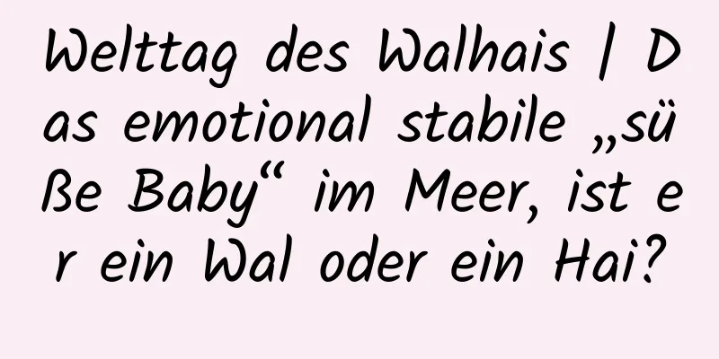 Welttag des Walhais | Das emotional stabile „süße Baby“ im Meer, ist er ein Wal oder ein Hai?