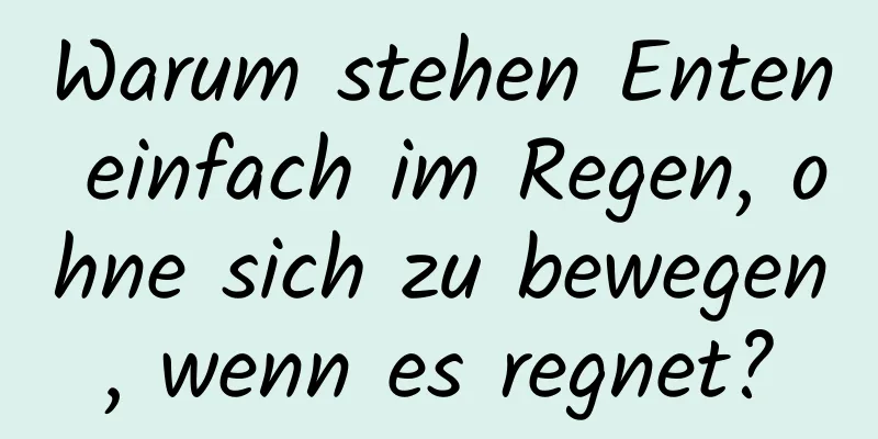 Warum stehen Enten einfach im Regen, ohne sich zu bewegen, wenn es regnet?