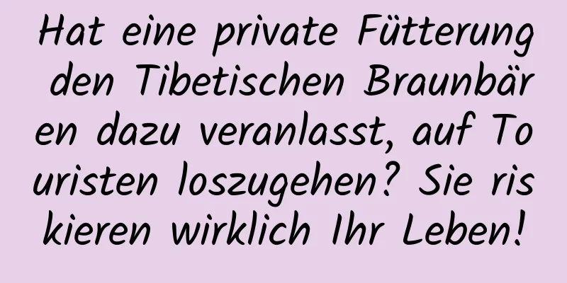 Hat eine private Fütterung den Tibetischen Braunbären dazu veranlasst, auf Touristen loszugehen? Sie riskieren wirklich Ihr Leben!