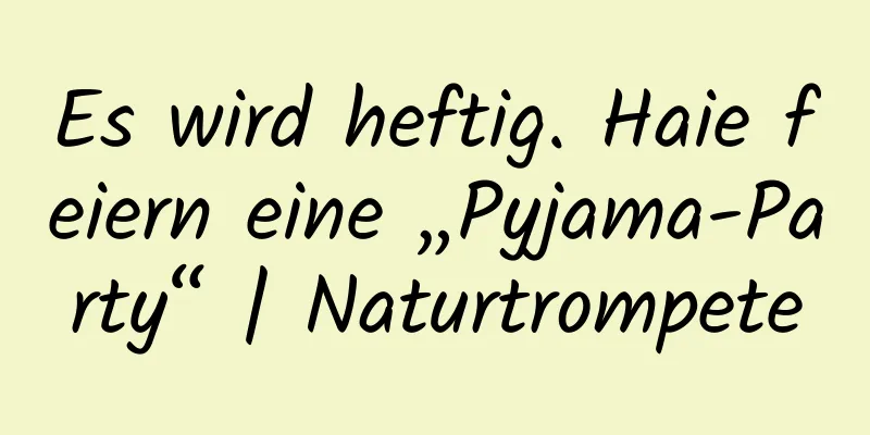Es wird heftig. Haie feiern eine „Pyjama-Party“ | Naturtrompete