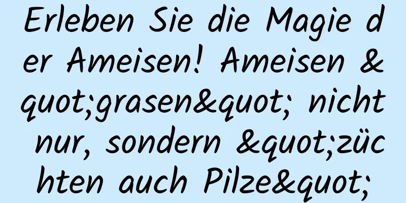 Erleben Sie die Magie der Ameisen! Ameisen "grasen" nicht nur, sondern "züchten auch Pilze"