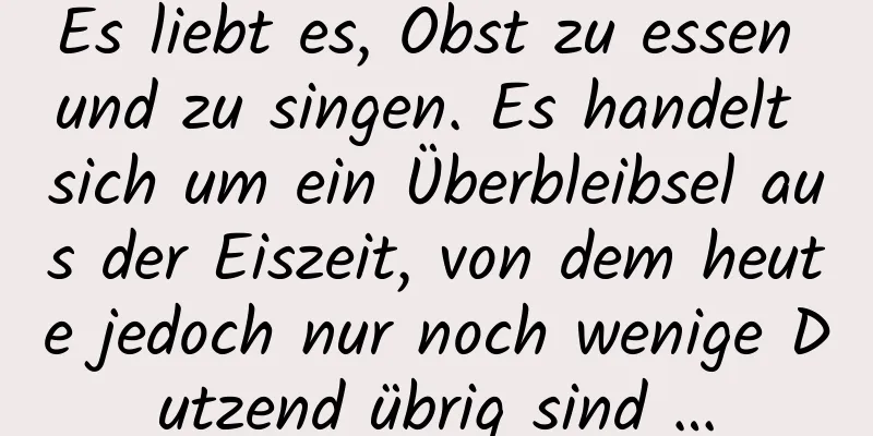 Es liebt es, Obst zu essen und zu singen. Es handelt sich um ein Überbleibsel aus der Eiszeit, von dem heute jedoch nur noch wenige Dutzend übrig sind …