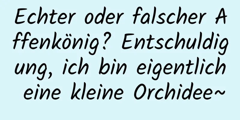 Echter oder falscher Affenkönig? Entschuldigung, ich bin eigentlich eine kleine Orchidee~