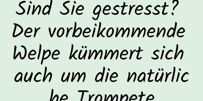 Sind Sie gestresst? Der vorbeikommende Welpe kümmert sich auch um die natürliche Trompete