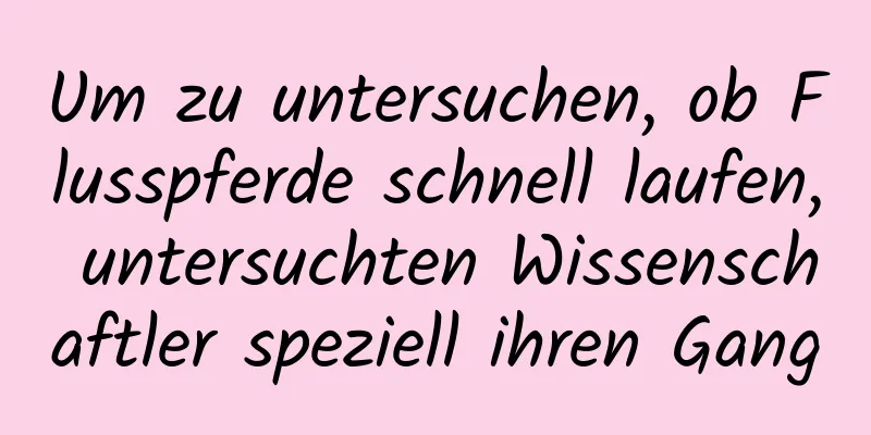 Um zu untersuchen, ob Flusspferde schnell laufen, untersuchten Wissenschaftler speziell ihren Gang
