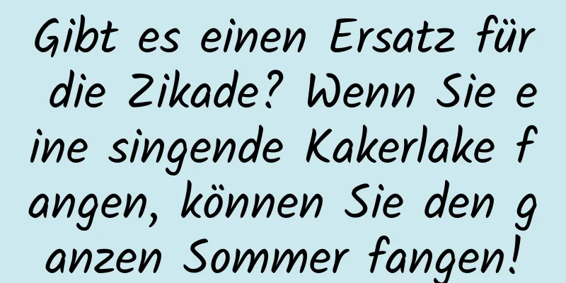 Gibt es einen Ersatz für die Zikade? Wenn Sie eine singende Kakerlake fangen, können Sie den ganzen Sommer fangen!