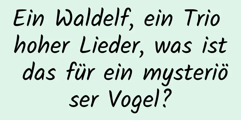 Ein Waldelf, ein Trio hoher Lieder, was ist das für ein mysteriöser Vogel?