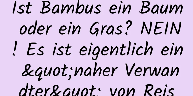 Ist Bambus ein Baum oder ein Gras? NEIN! Es ist eigentlich ein "naher Verwandter" von Reis