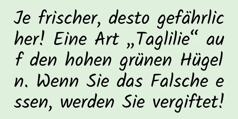 Je frischer, desto gefährlicher! Eine Art „Taglilie“ auf den hohen grünen Hügeln. Wenn Sie das Falsche essen, werden Sie vergiftet!
