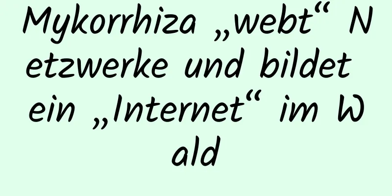 Mykorrhiza „webt“ Netzwerke und bildet ein „Internet“ im Wald