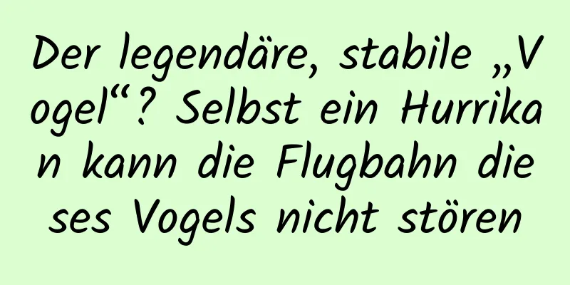 Der legendäre, stabile „Vogel“? Selbst ein Hurrikan kann die Flugbahn dieses Vogels nicht stören