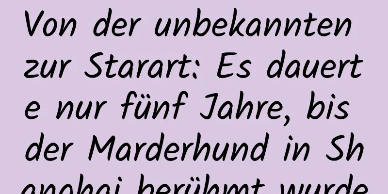 Von der unbekannten zur Starart: Es dauerte nur fünf Jahre, bis der Marderhund in Shanghai berühmt wurde