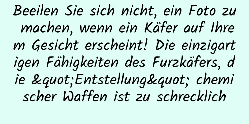 Beeilen Sie sich nicht, ein Foto zu machen, wenn ein Käfer auf Ihrem Gesicht erscheint! Die einzigartigen Fähigkeiten des Furzkäfers, die "Entstellung" chemischer Waffen ist zu schrecklich