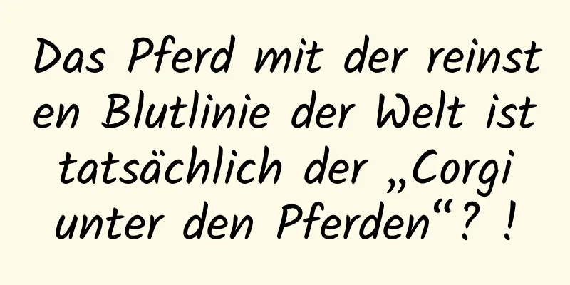 Das Pferd mit der reinsten Blutlinie der Welt ist tatsächlich der „Corgi unter den Pferden“? !