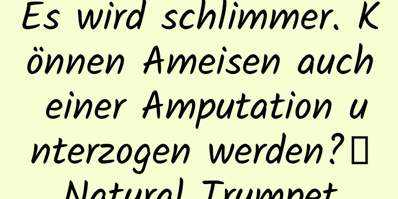 Es wird schlimmer. Können Ameisen auch einer Amputation unterzogen werden?丨Natural Trumpet