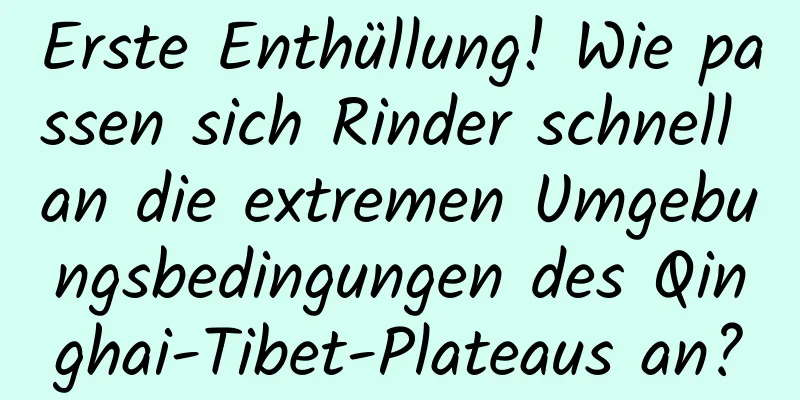 Erste Enthüllung! Wie passen sich Rinder schnell an die extremen Umgebungsbedingungen des Qinghai-Tibet-Plateaus an?