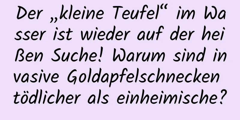Der „kleine Teufel“ im Wasser ist wieder auf der heißen Suche! Warum sind invasive Goldapfelschnecken tödlicher als einheimische?