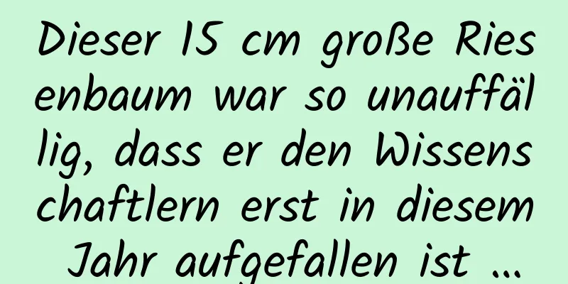 Dieser 15 cm große Riesenbaum war so unauffällig, dass er den Wissenschaftlern erst in diesem Jahr aufgefallen ist …