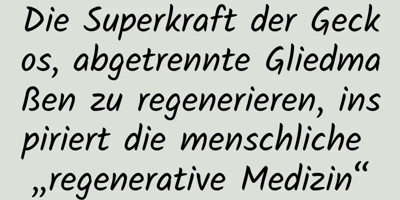 Die Superkraft der Geckos, abgetrennte Gliedmaßen zu regenerieren, inspiriert die menschliche „regenerative Medizin“