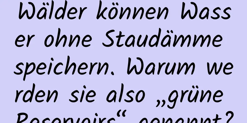 Wälder können Wasser ohne Staudämme speichern. Warum werden sie also „grüne Reservoirs“ genannt?