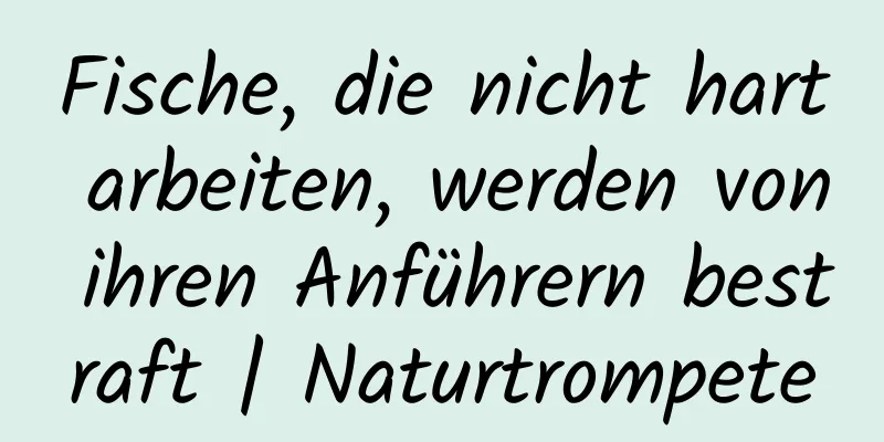 Fische, die nicht hart arbeiten, werden von ihren Anführern bestraft | Naturtrompete