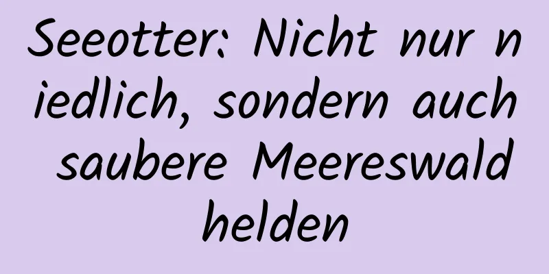 Seeotter: Nicht nur niedlich, sondern auch saubere Meereswaldhelden